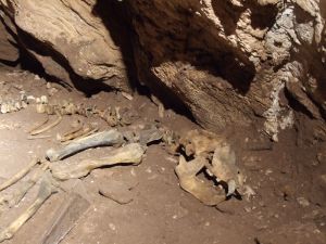  Sala ze szkieletem niedźwiedzia jaskiniowego